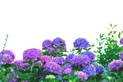 Close-up of purple flowers blooming against clear sky