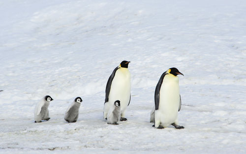 High angle view of penguins on snow