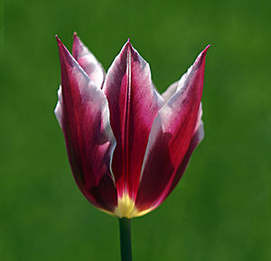 Close-up of red flower