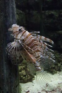 Fish swimming in aquarium