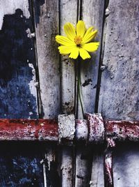 Close-up of wooden flower