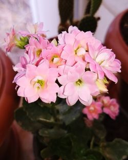 Close-up of pink flowers blooming outdoors