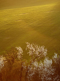 High angle view of plants by sea