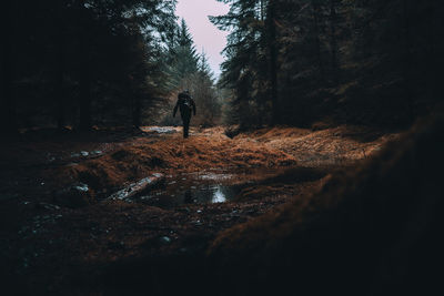 Man standing by trees in forest