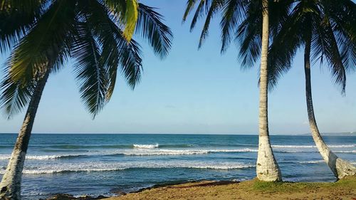 Palm trees on beach