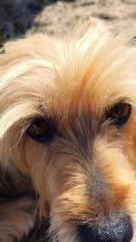 Close-up portrait of a dog