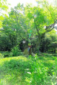 Plants growing on a tree