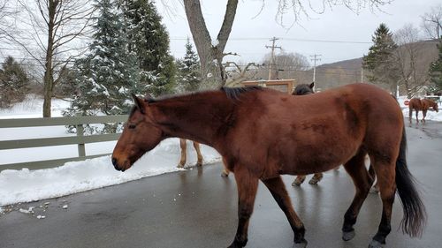 Horse on snow covered field