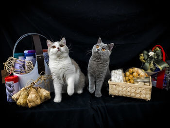 Cat sitting in basket for sale