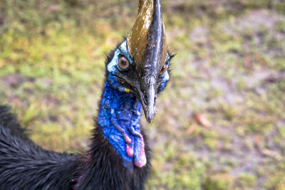 Close-up of a peacock