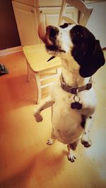 Close-up of dog