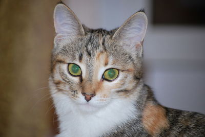 Close-up portrait of tabby cat