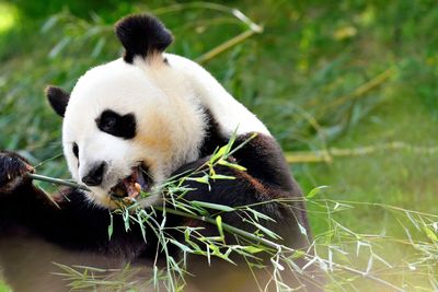 View of cat eating plant in zoo