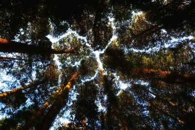 Low angle view of trees against sky at night