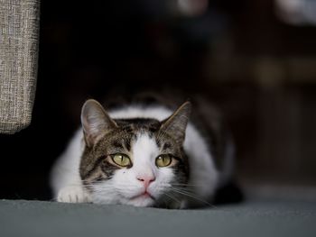 Close-up portrait of cat at home