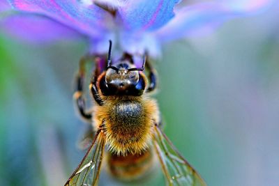 Close-up of bee on purple flower