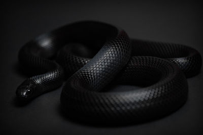 Mexican black kingsnake