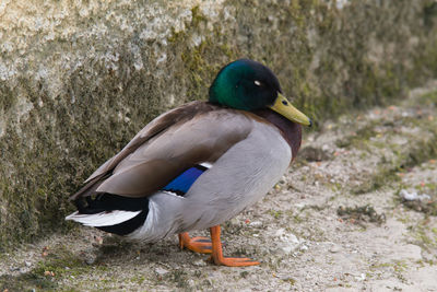 Close-up of a duck