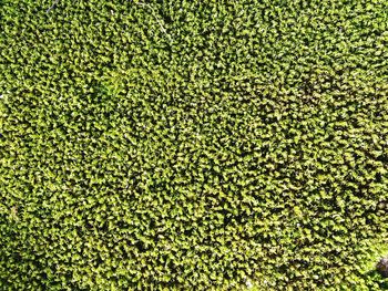 High angle view of farmland