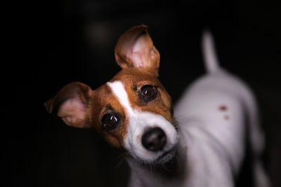 Portrait of dog looking at camera
