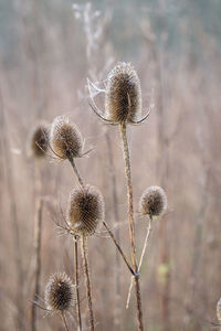 Close-up of dried thistle