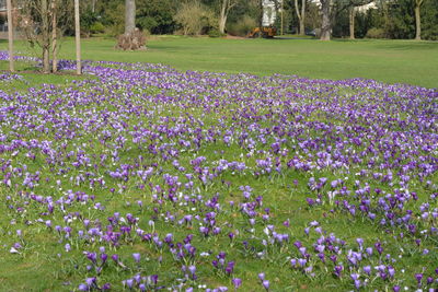 Purple flowers growing in park