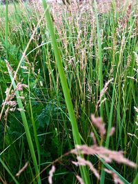 Close-up of grass growing on field