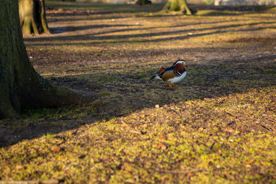 Side view of a mandarin duck in the field