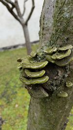 Close-up of tree trunk