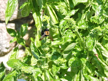 Close-up of bee on plant