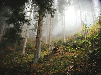 Trees growing in forest against sky