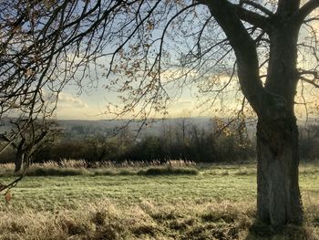 Trees on field against sky