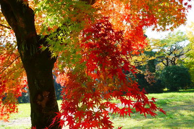 Red maple leaves on tree