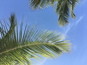 Low angle view of palm tree against blue sky