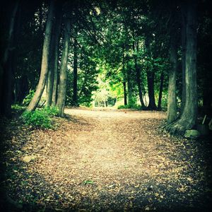 Trees in forest