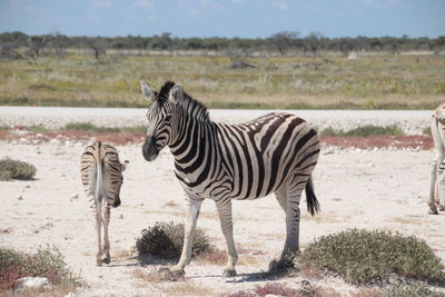 Zebra standing on field