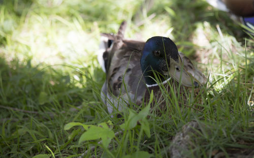 Close-up of a bird on field