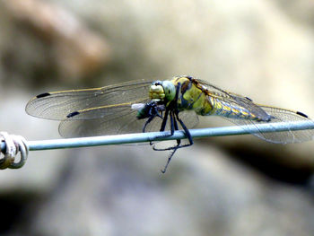 Close-up of dragonfly on twig