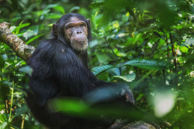 Monkey in a forest