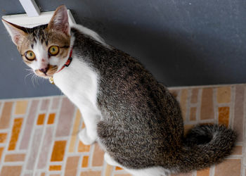 Portrait of a cat looking away