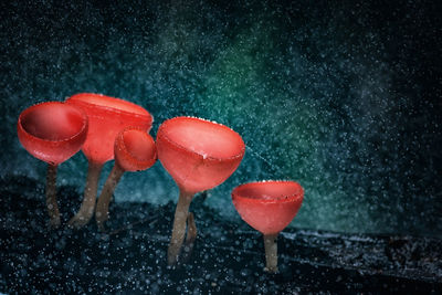 Close-up of frozen strawberry on snow