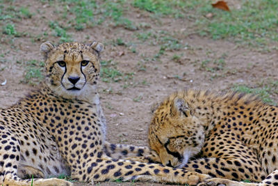 Cheetahs resting on field