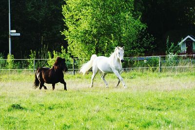 Horses grazing on field