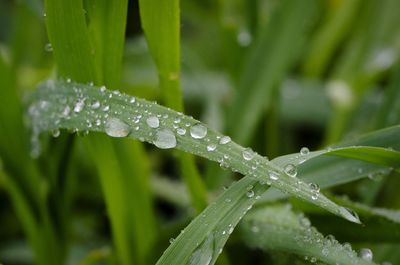 Close-up of wet plant during rainy season