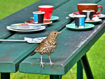 Close-up of bird perching on a table