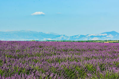 Purple flowers growing on field against sky