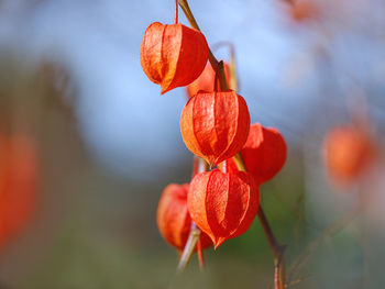 Close-up of red berries growing on plant