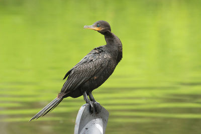 Neotropic cormorant bird spreading its winds