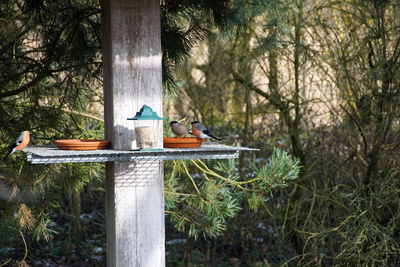 Birds perching by pole against trees at forest