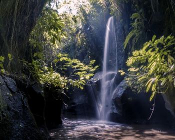 Scenic view of waterfall in forest